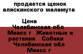 продается щенок аляскинского маламута › Цена ­ 8 000 - Челябинская обл., Миасс г. Животные и растения » Собаки   . Челябинская обл.,Миасс г.